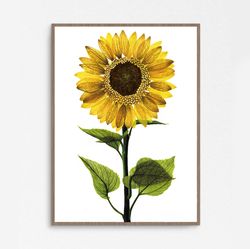 Watercolor poster "SUNFLOWER"