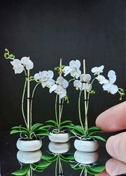 Miniature Orchid for Dollhouse 1:12, Dollhouse Flowers, Dollhouse Plants, Miniature Plants 1:12, Dollhouse Orchid