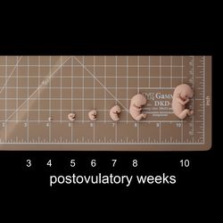 FLAT Set of 1st trimester of pregnancy, 3-4-5-6-7-8-10 postovulatory weeks