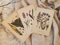 Vintage botanical pages, plant prints, flowers illustrations, medicinal plants, healing herbs, 1974