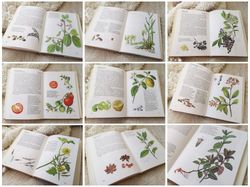 Herbs and Spices illustration book, Vintage botanical guide, plants, pepper, coffee, chocolate drawings, 1986