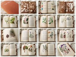 Wild medicinal plants of the USSR, vintage botanical book, healing herbs reference guide, many color illustrations