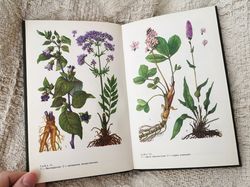 Vintage botanical handbook, plants for veterinary, medicinal plants, flowers, plants drawings, illustrations, 1987