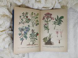 Medicinal Plants, vintage botanical book, healing herbs, flowers, plants prints, illustrations, 1974