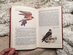 Rare birds, animals field guide, vintage birds book, birds illustrations, endangered species, 1987