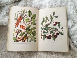 Vintage plants, trees, shrubs handbook, botanical reference guide, plants and berries illustrations book, 1976