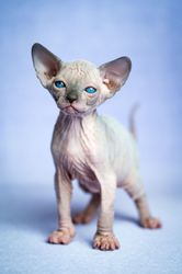 Lovely hairless kitten of Canadian Sphynx Cat breed standing on blue background
