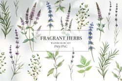 Fragrant herbs set.Watercolor Flower