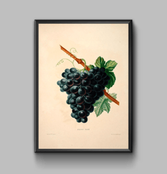 Vintage poster bunch of grapes, digital download