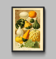 Vintage poster varieties of pumpkins, digital download
