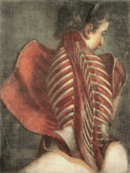 PDF Counted Vintage Cross Stitch Pattern | Muscles of the Back | Jacques Fabien Gautier d'Agoty 1745 | 8 Sizes
