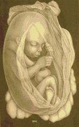 PDF Counted Vintage Cross Stitch Pattern | The Embryo. "Anthropology and human Development" 1891 | 6 Sizes