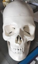 Skeleton Human Skull Christmas Mobile Movable Gothic New Skeletal 10*7*8cm