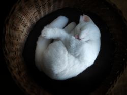 Cat Shaped Plush Pillow