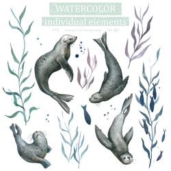 Watercolor Illustration set Of wild animals seals Clipart PNG and patterns
