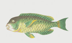 PDF Counted Cross Stitch Pattern | Fish | 6 Sizes