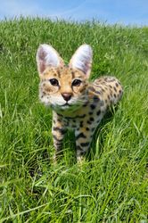 leopapd . realistic  cat  .   plush cat  . serval . art doll cat