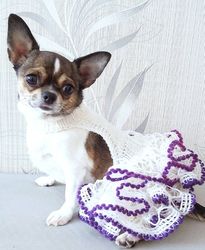 Dog dress for chihuahua or other small dog.