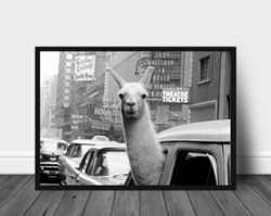 lama in new york vintage photo printable, animal vintage photo print, black and white photo