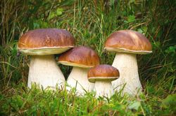 mushrooms altai-alta mushroom dried white mushrooms 40 g altai extra glutathione gsh erg