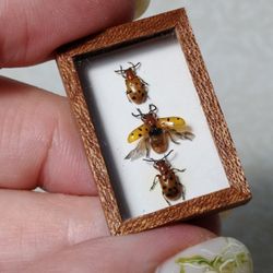 Dollhouse Curiosities Cabinet ,Collection dollhouse insect taxidermy