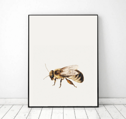 Vintage Bee Wall Art Printable, Insect illustration Spring Picture digital download, Spring wall art
