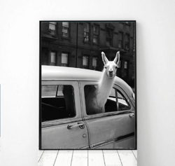 Lama in taxi Vintage photo printable, Animal Vintage Photo Print, Black and White Photo