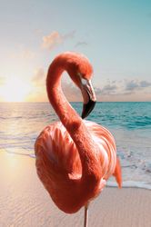 Pink flamingo poster