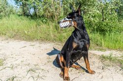 Funny Smiling muzzle for dog, Doberman, Pit Bull, German Shepard, Bull Terrier, Pinscher, Husky funny dog accessory