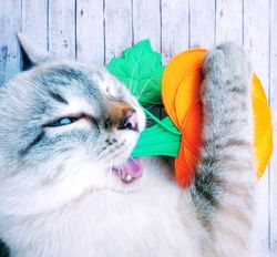 Catnip  cat's toy Pumpkin