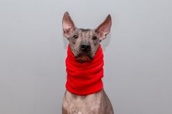 Xoloitzcuintli Custom Winter Fleece Snood Xolo Scarf Winter Dog Ear Warmer Dog CUSTOM-MADE Hood Dog Fleece Warmer Scarf