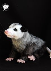 Custom order realistic toy possum pet portrait