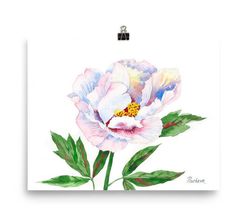 Poster Peony. White and Pink, Watercolor Flowers for Gift