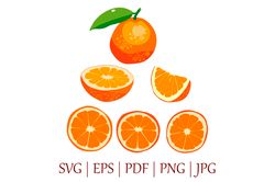 bright orange fruit vector illustrations