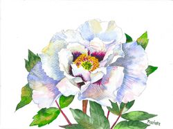 Peony With White Petals, Watercolor Original, Flower, floral gift