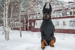 Pet Gift Doberman dog Coats Winter jacket Fall Rainy Weather Jackets with HAT - made to order and individually crafted