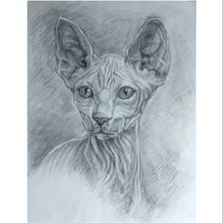 Portrait of a sphinx cat Pencil drawing  art work