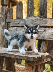 Husky puppy. Handmade collectible realistic dog toy. Poseable bendable toy.