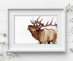 Original watercolor painting 8x11 inches deer elk animal wall decor by Anne Gorywine