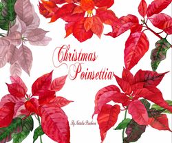Christmas Poinsettia Flowers. Watercolor Digital clipart. instant download