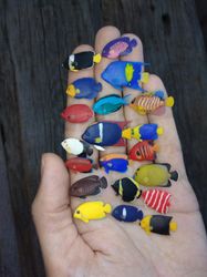 Collection of Various Miniature Clay Marine Angelfish of the World, set of tiny fish for diorama or dollhouse aquarium