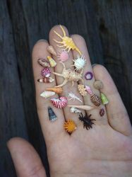 Set of various miniature sea shells, tiny conchs for diorama, resin art, display or dollhouse aquarium