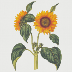 Cross Stitch Pattern | Sunflower  | 4 Sizes | PDF Counted Vintage Highly Detailed Stitch