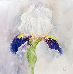 "Blue and White Iris"  Flower Original Wall Art Painting Watercolor Artwork picture floral, 17x17cm.