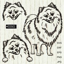 Pomeranian Spitz Svg For Cricut, Peeking dog Pom Shirt Design Car Decal Clipart Vector Cut file Cricut Vinyl /120