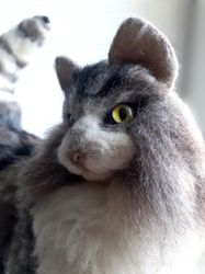 Fluffy Japanese cat