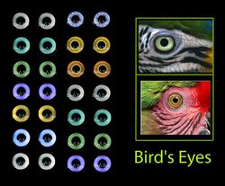 Eyes for Printing Realistic Irises, Bird eyes, Bird Irises, Realistic Eyes, Doll Eyes, Teddy Bear, Bottle Caps