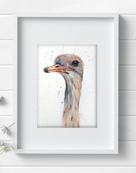 Ostrich 8x11 inch original watercolor art bird painting by Anne Gorywine