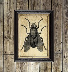 house fly print. vintage insect illustration. curiosity home decor. 894.