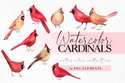 Watercolor cardinals clipart, male and female cardinal birds png illustrations for instant download